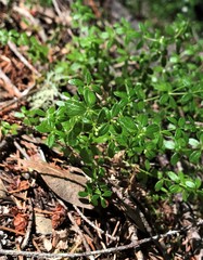 Galium muricatum