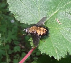 Rhachoepalpus olivaceus