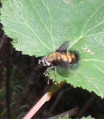 Rhachoepalpus olivaceus