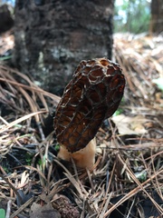 Morchella sextelata