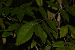 Ackama paniculosa