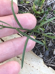 Wahlenbergia graniticola