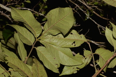 Ackama paniculosa