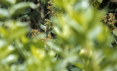 Ramphomicron microrhynchum