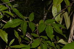 Ackama paniculosa