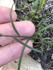 Wahlenbergia graniticola