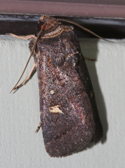 Proteuxoa hydraecioides