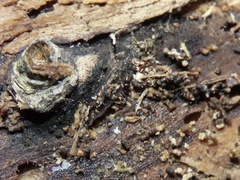 Ponera pennsylvanica