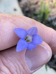 Wahlenbergia graniticola