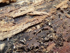 Ponera pennsylvanica