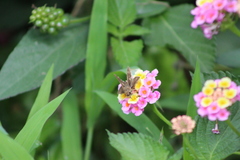 Polites vibex praeceps