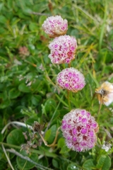 Armeria maritima sibirica