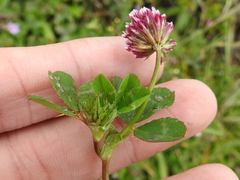 Trifolium gracilentum