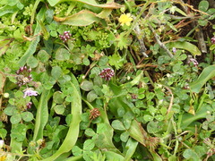 Trifolium gracilentum