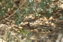 Aspidoscelis neotesselatus