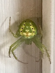 Araneus cingulatus