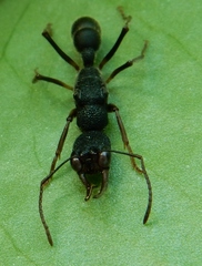 Harpegnathos venator