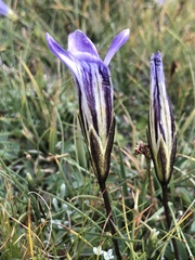 Gentianopsis holopetala