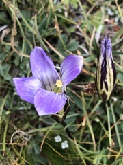 Gentianopsis holopetala