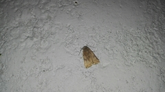 Micrathetis triplex