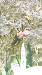 Platydracus maculiventris