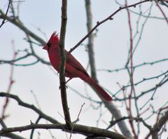 Cardinalis cardinalis