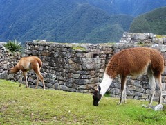 Lama glama