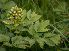 Actaea rubra rubra