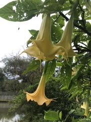 Brugmansia versicolor
