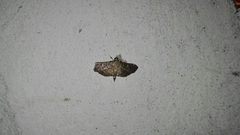 Lamprosema