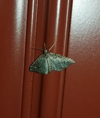 Eulithis flavibrunneata