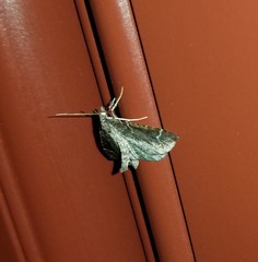 Eulithis flavibrunneata