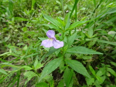 Mimulus alatus × ringens