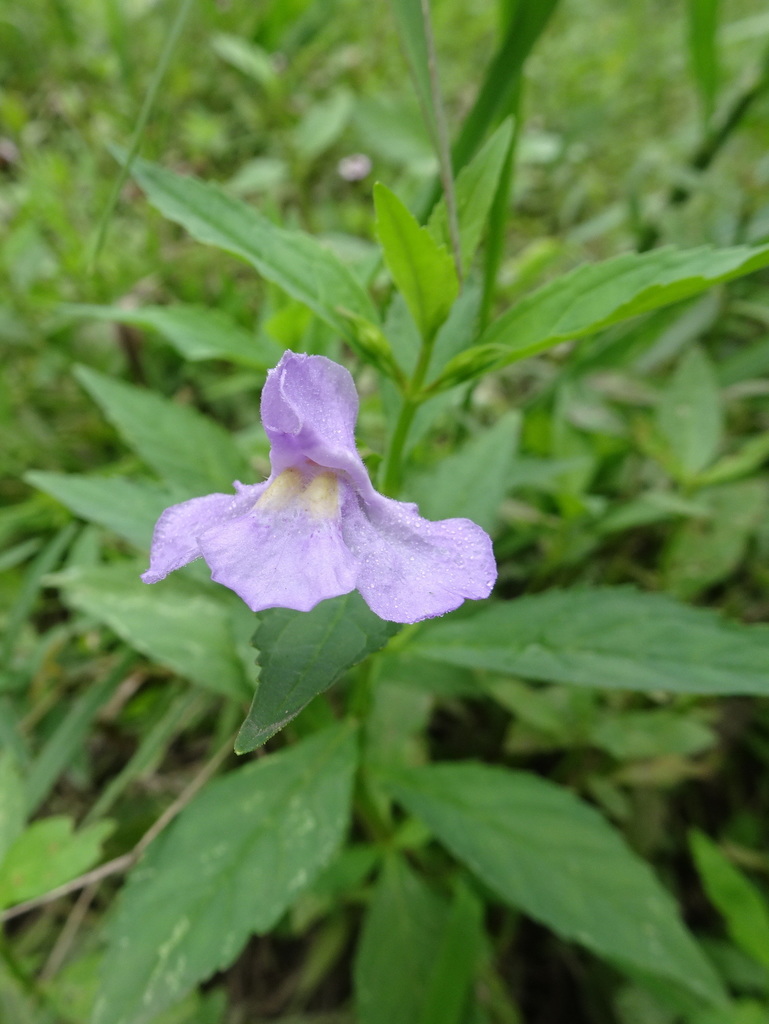 Mimulus alatus × ringens