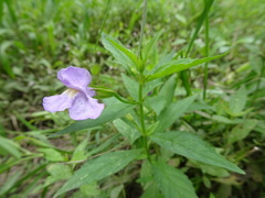 Mimulus alatus × ringens