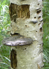 Fomitopsis betulina