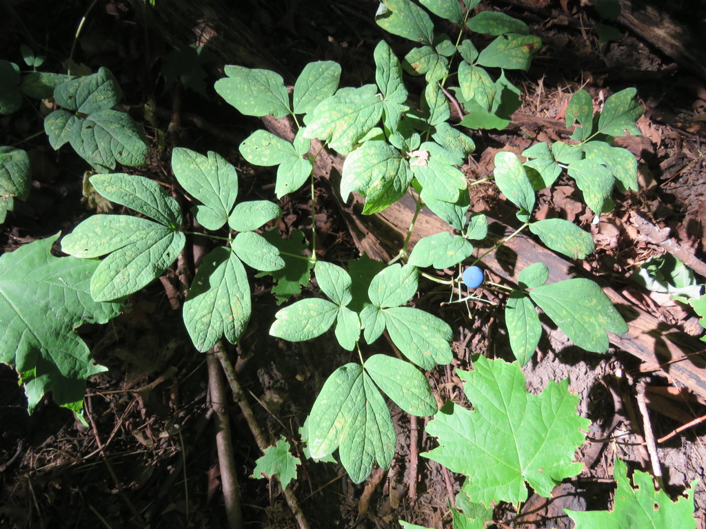 early blue cohosh