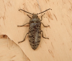 Eulichas dudgeoni