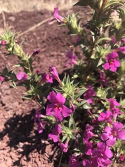 Diplacus cusickioides