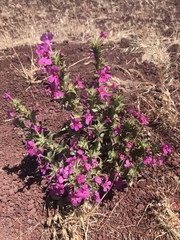 Diplacus cusickioides