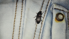 Neoaulacoryssus speciosus