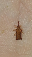 Octhispa centromaculata