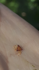 Octhispa centromaculata