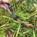 Pinus contorta yukonensis - Photo (c) Bruce Bennett, alguns direitos reservados (CC BY-NC), uploaded by Bruce Bennett