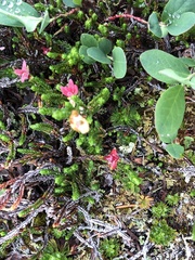 Exobasidium cassiopes