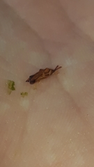 Octhispa centromaculata