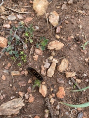 Habrophylla euryzona