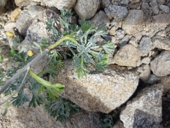 Artemisia alaskana