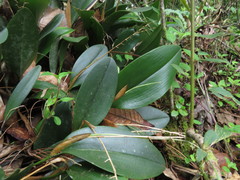 Stelis megachlamys