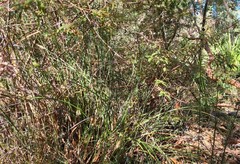 Boronia mollis